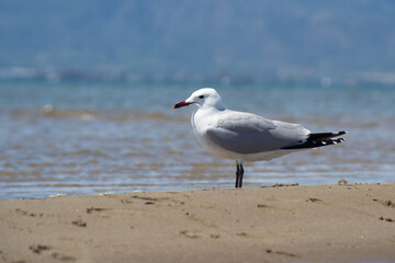 An Audouin's Gull at Trabucador beach in the Ebro Delta, Spain. Gull endemic to the Mediterranean.
