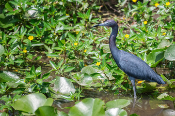 Closeup of a little blue heron perched on a branch in the park near a pond in summer.