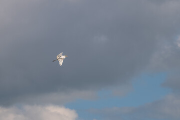 Closeup of a white heron in spring.