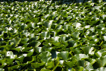 Water lily leaves in the pond at Baile Felix, Bihor County, Romania
