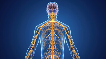 Neural pathways: nervous system - delving into the pathways of sensation and coordination, understanding how the nervous system facilitates communication between the brain and the body.