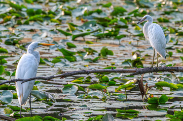 Closeup of a white heron, or great egret.