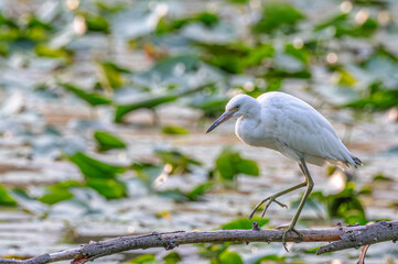 Snowy egret in spring.