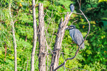 Closeup of a yellow-crowned night heron.
