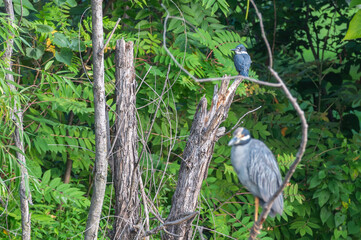 Closeup of a yellow-crowned night heron.