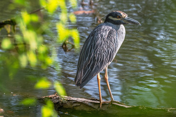 Closeup of a yellow-crowned night heron.