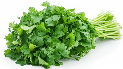 Vibrant Green Cilantro Sprigs Isolated on Pure White Background for Product Photography or Recipe