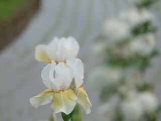 Obraz premium ジャーマンアイリス