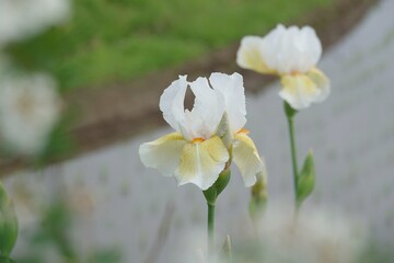 ジャーマンアイリス