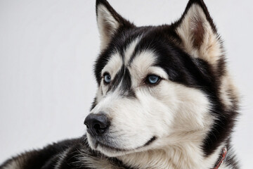 Obraz premium Siberian husky a blue-eyed dog.