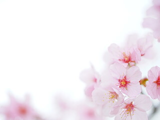 北海道の桜 エゾヤマザクラ