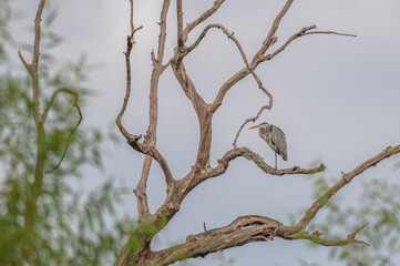 Closeup of a great blue heron.