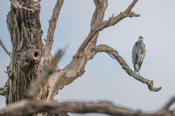 Great blue in heron in summer.
