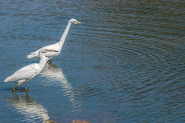 Snowy egret in spring.