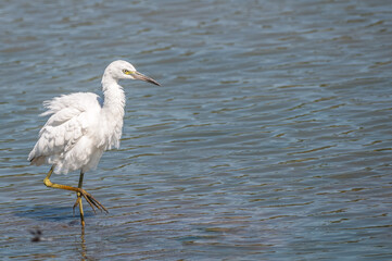 Juvenile little blue heron.