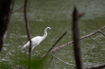 Juvenile little blue heron.