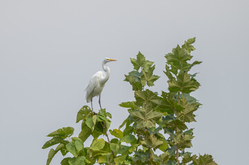 Closeup of a great egret, or white heron.