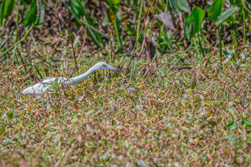 Closeup of a great egret, or white heron.