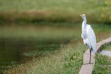 Great egret, or white heron, perched on a branch.