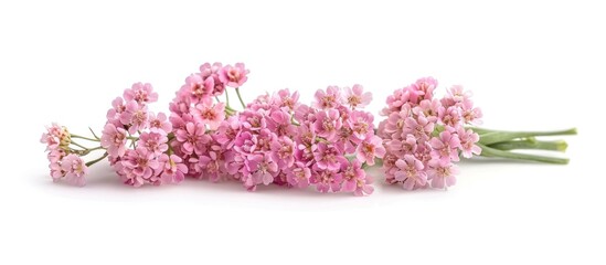 Vibrant Pink Thai Vietnamese Yarrow Flowers Bouquet on White Background