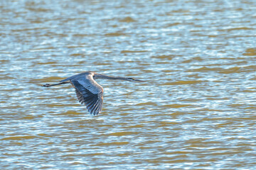 Closeup of a great blue heron in summer.
