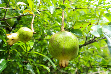 Unripe pomegranate fruit (punica granatum) hanging on the tree