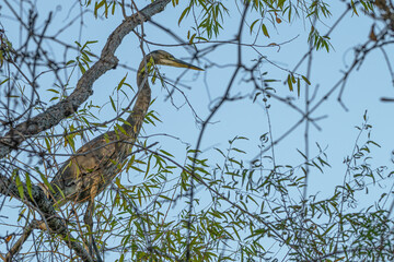 Closeup of a great blue heron.