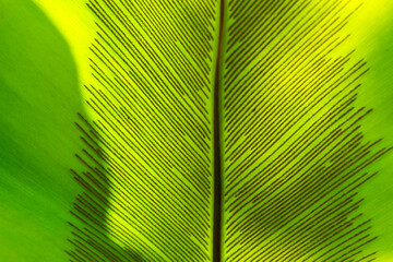 Asplenium Leaf behind The Sun Light