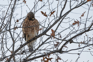 Closeup of a red-tailed hawk perched in a tree.