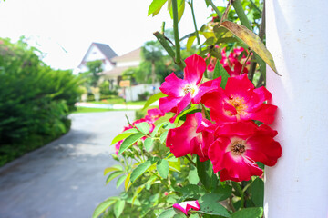 Pink Rose flower hamburger phoenix in the yard