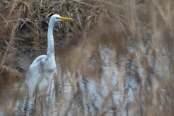 Great egret, or white heron, wading in shallow water.