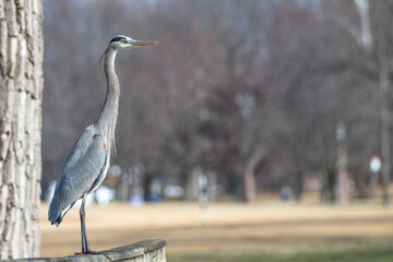 Portrait of a great blue heron perched on a wooden railing in spring.