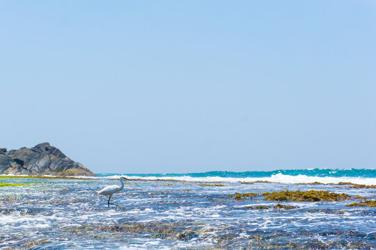 Egrets on fishing in sea in Sri Lanka