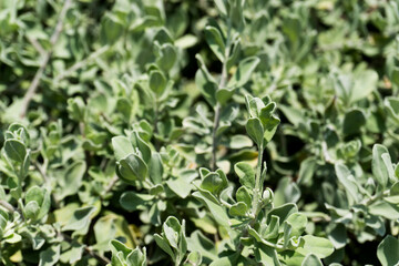 The selective focus close up of Ash bush, Leucophyllum frutescens.