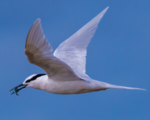 White-fronter Tern  in flight