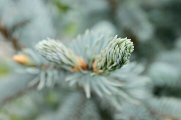 Background image of a young branch with needles of a blue Christmas tree