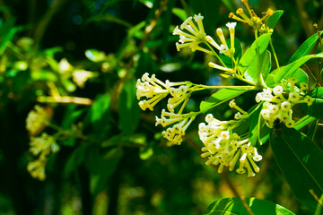 Cestrum nocturnum or arumdalu flower that is blooming on the tree trunk at night