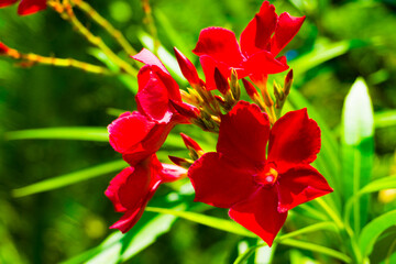 Beautiful flowering red oleander. A poisonous, nice plant in the Mediterranean