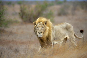 Male lion kruger Park -