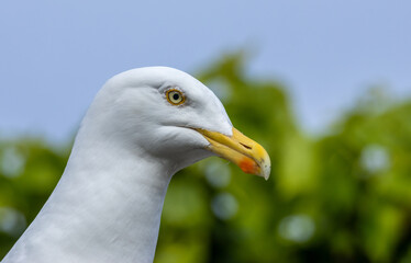 Close up head profile of a herring gull