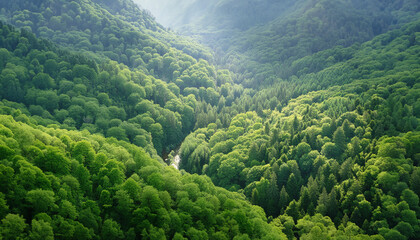 Fototapeta premium Lush Forest Stream from Above