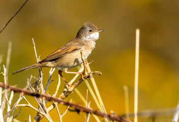 Greater whitethroat bird perched on a branch with natural background