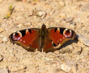 Peacock butterfly with wings spread in the sunshine 