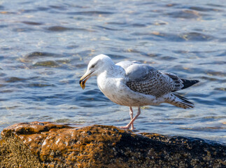 Juvenile herring gull with something to eat in its beak