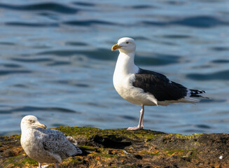 Naklejka premium Black backed gull on a rock by the ocean