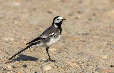 Pied wagtail bird standing in the sunshine 
