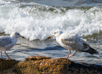 Juvenile herring gull with something to eat in its beak