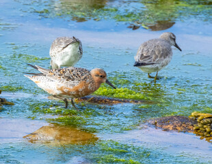 Red knot wading birds with breeding plumage on rocks on the shore line 