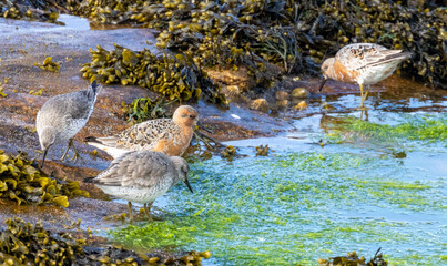 Red knot wading birds with breeding plumage on rocks on the shore line 
