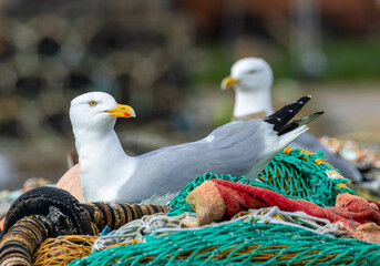 Herring gull seabird sitting on fishing nets